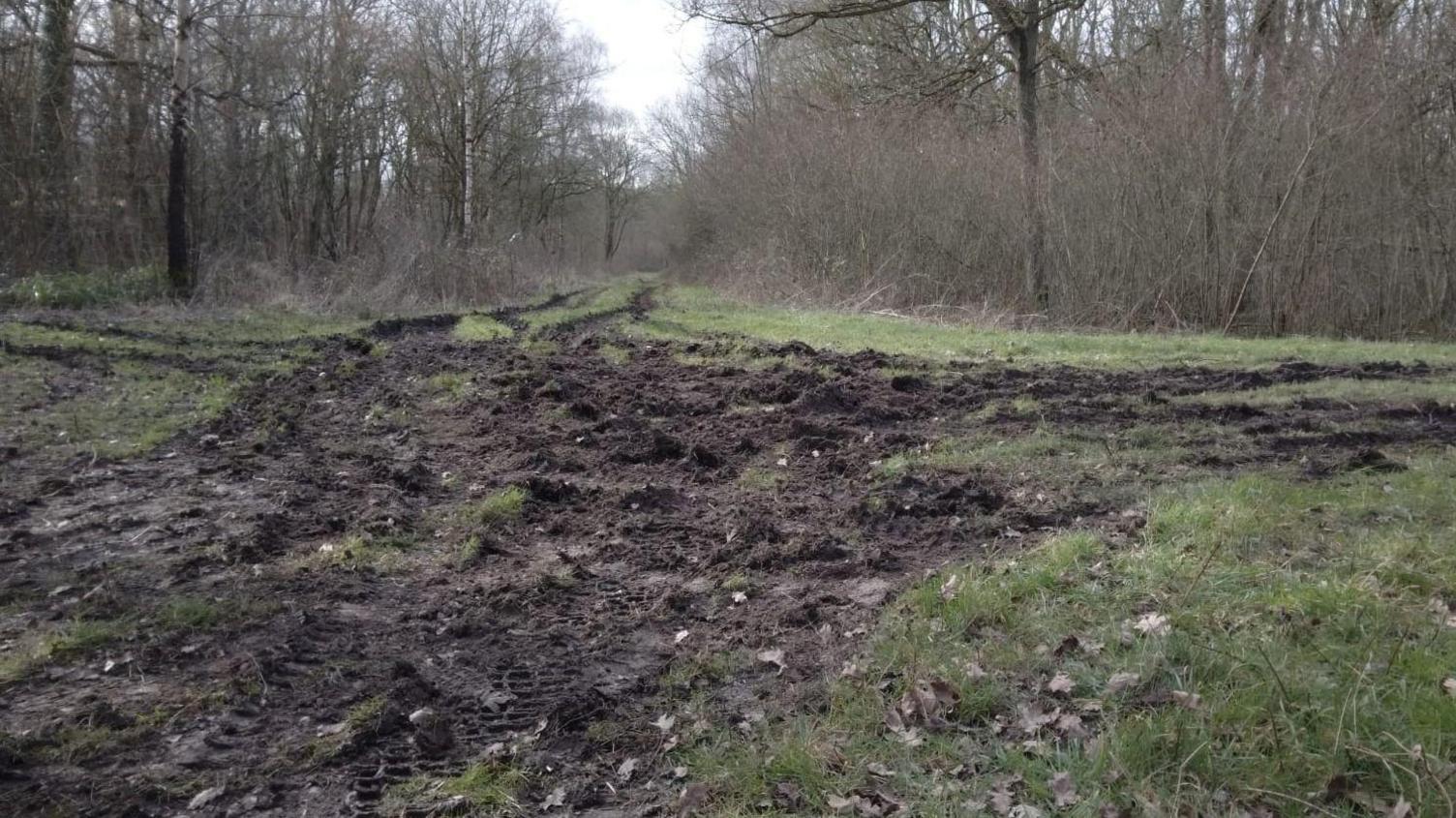 Deep ruts on a trail through Cloud Wood