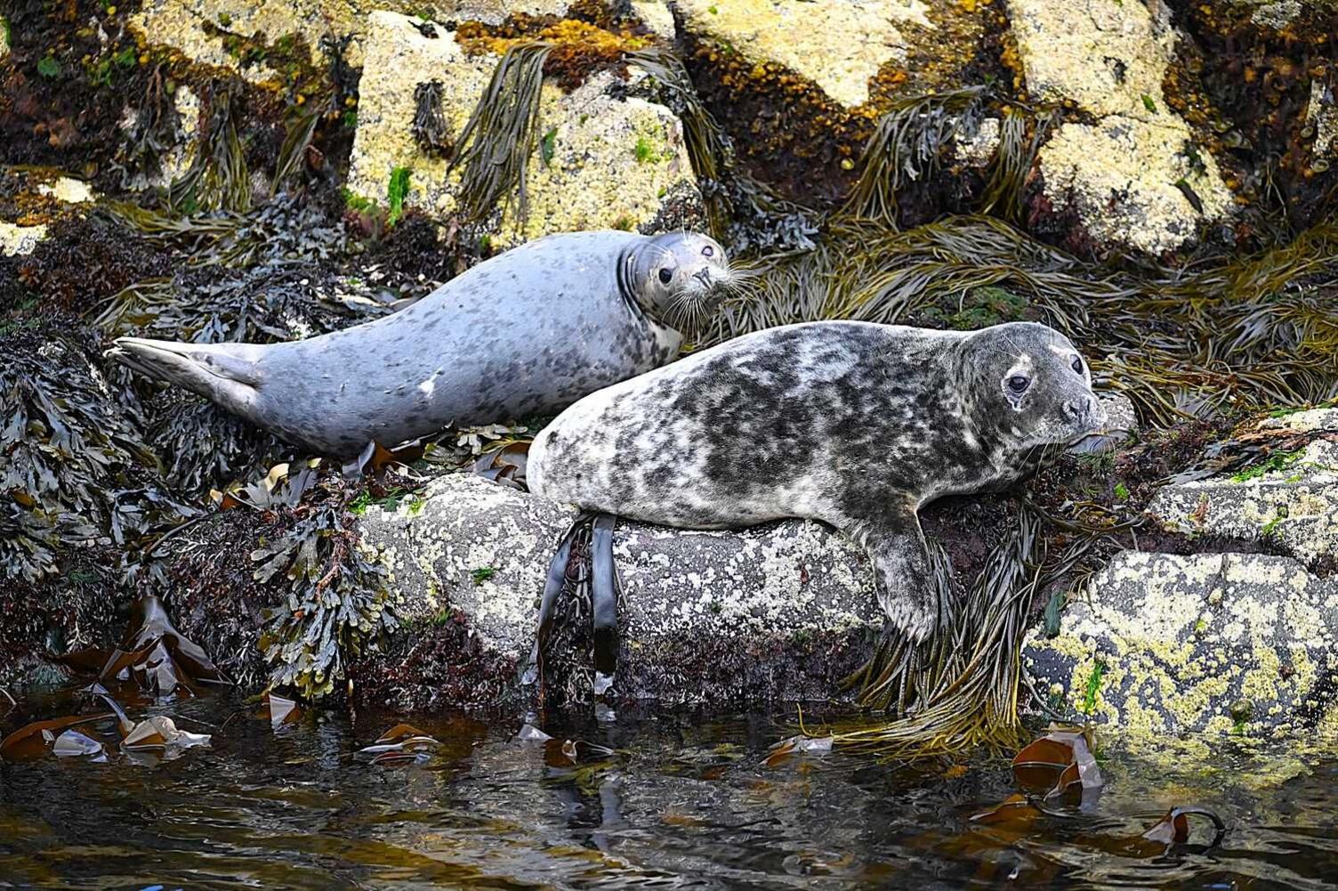 Two grey seals lie on rocks covered in seaweed.