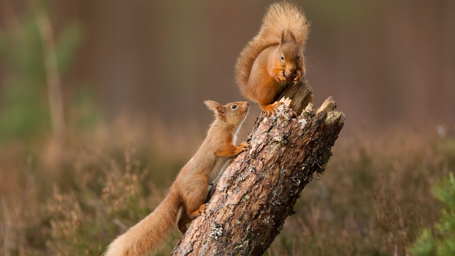 Two red squirrels on a tree stump. One of them is walking up the side of it while the other sits on the top and looks to be eating something.