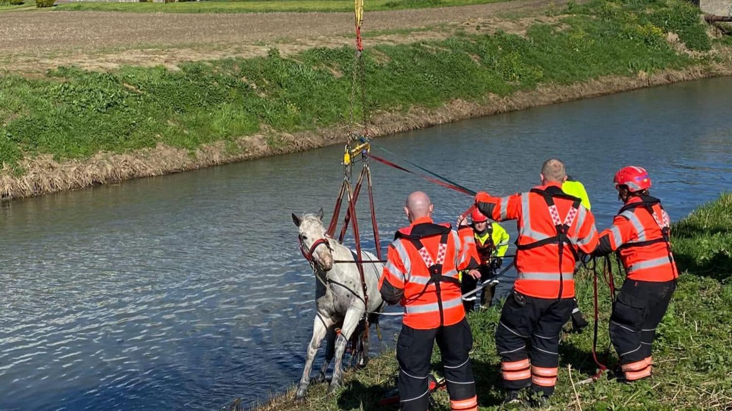 Horse being rescued from a river