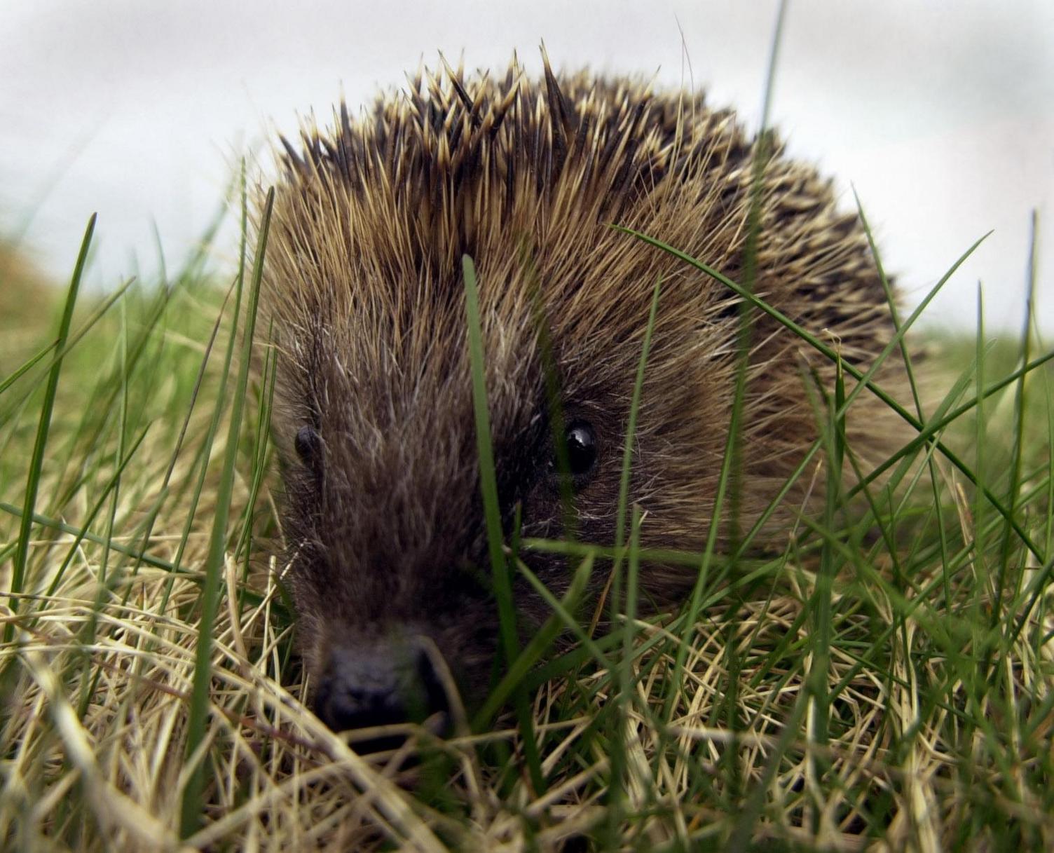 A hedgehog