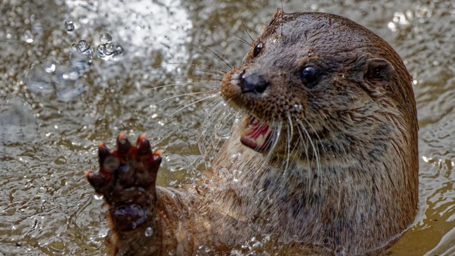 An otter in water sticking its paw up above the water and with its mouth wide open.