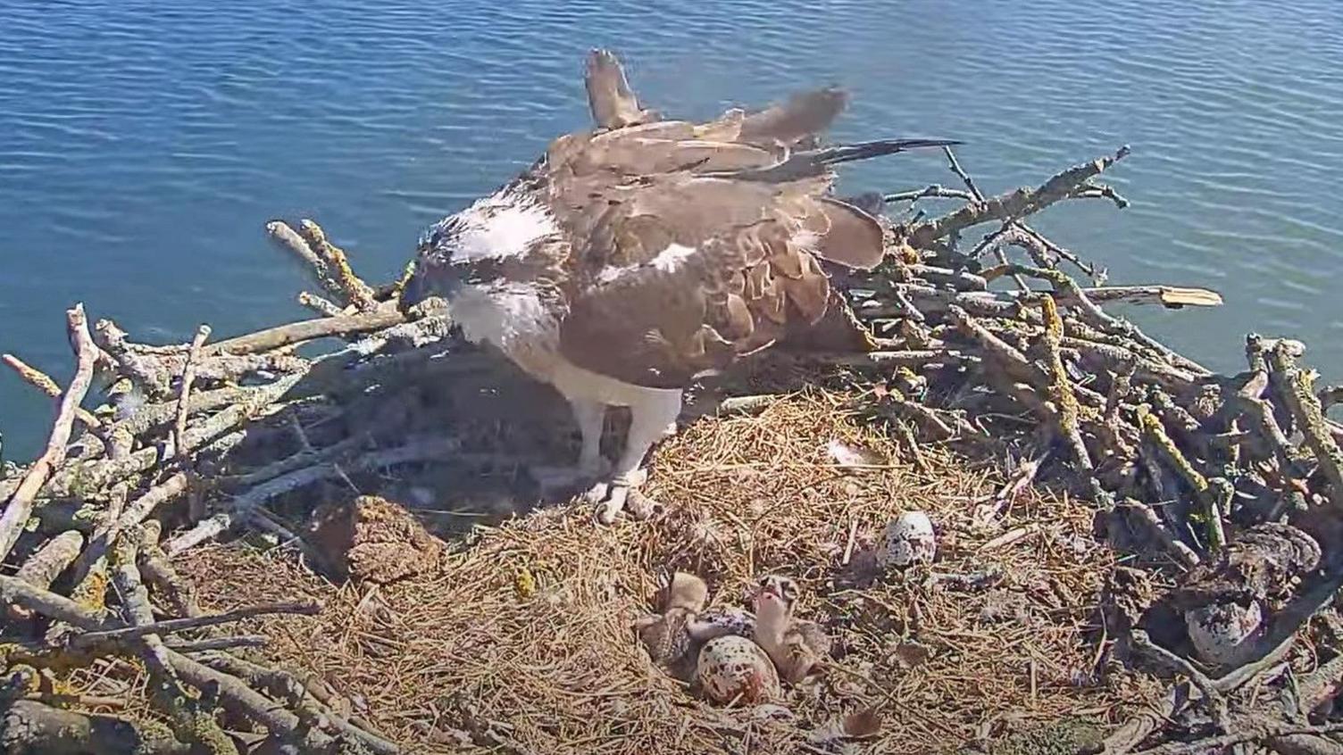 An image of an osprey in a nest with two chicks and two eggs.