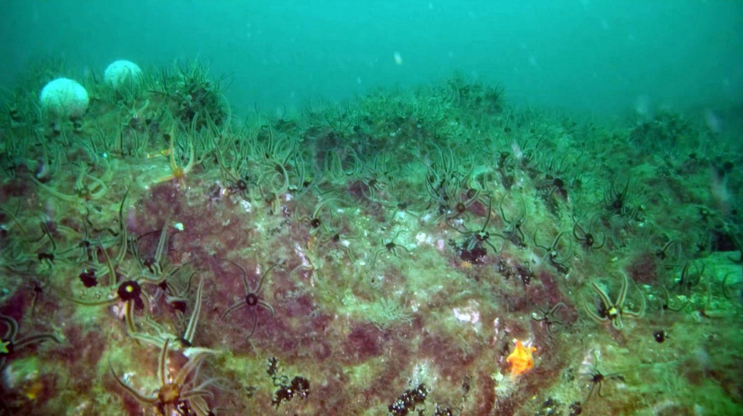 An underwater image showing lots of brittle sea stars with a dark central disk and five arms fanning out of it.