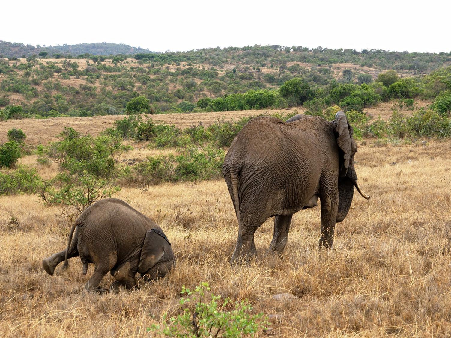 Baby-African-Elephan-falls-ver.