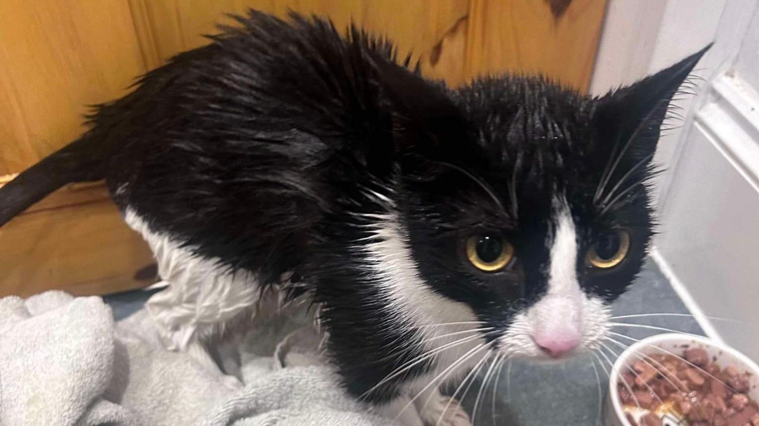 A black and white cat standing on blankets. Its fur looks wet and slick. There is a bowl of food next to it