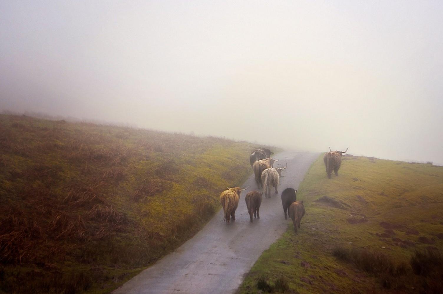 Gwartheg ar fryn Penybegwn ar odre gogleddol y Mynydd Du