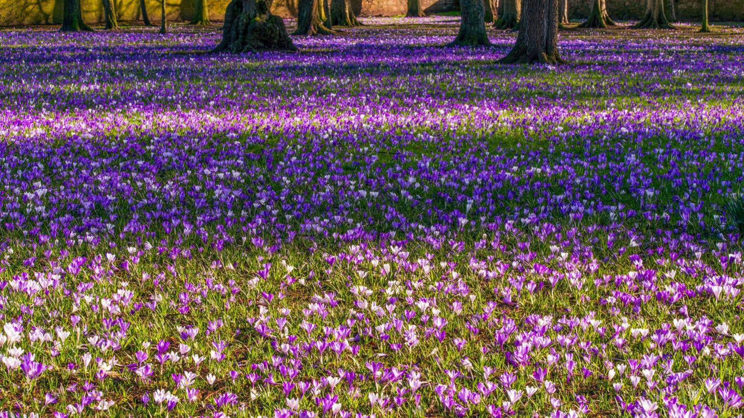 Crocuses on the ground in a garden. There is green grass covering the ground. There are a large number of lilac coloured flowers extending across the image. In the background is the bottom of several trees.