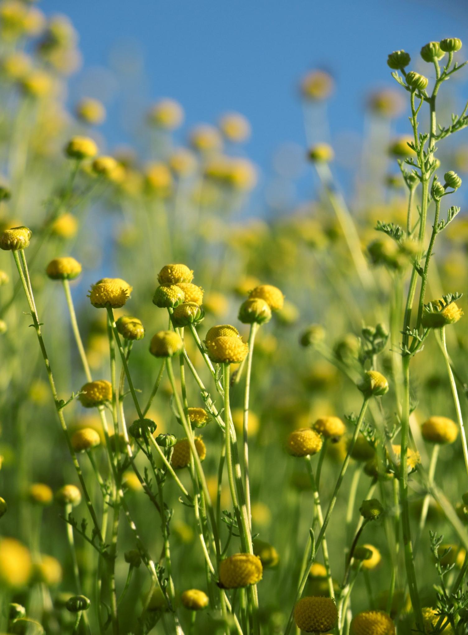 Stinknet plant