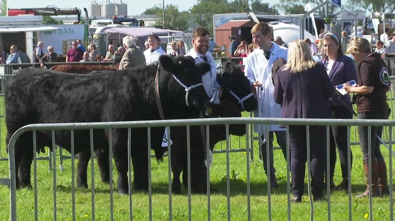 Cattle on show on the field at the Pembrokeshire County Show