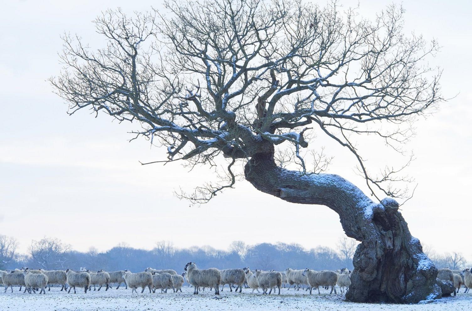 Snowy Sheep at Blenheim Palace