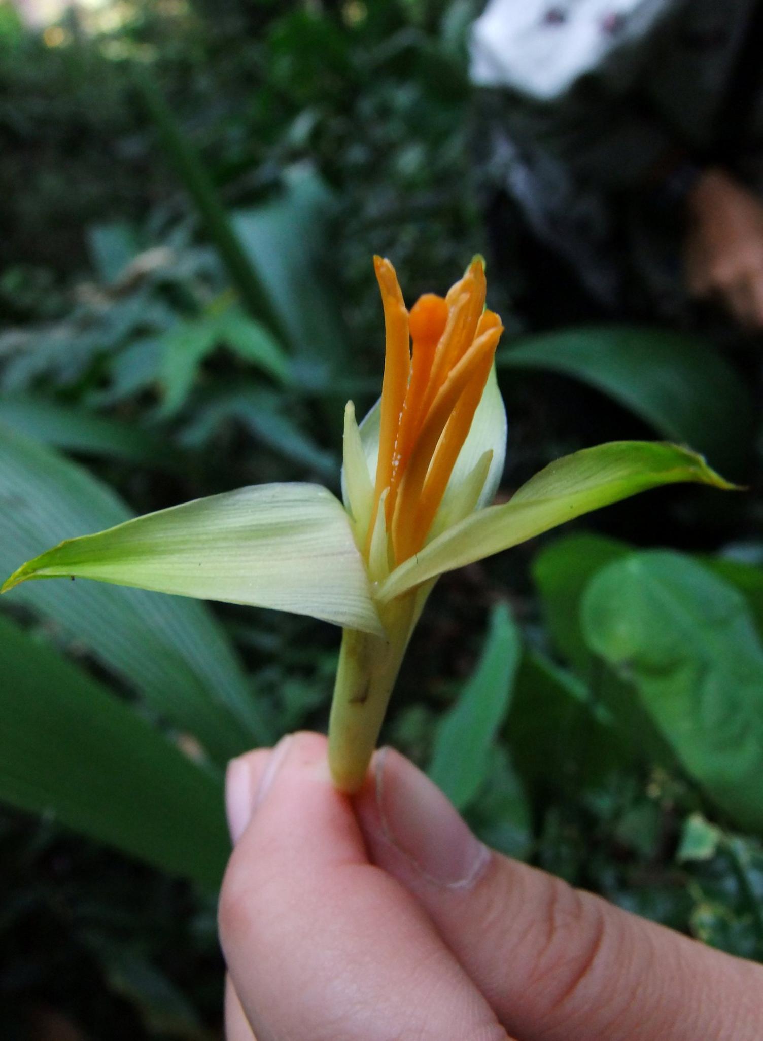 Musa Nanensis, a rare banana species