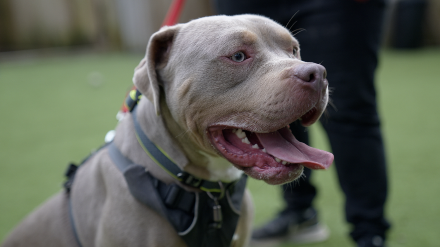 American bully XL dog