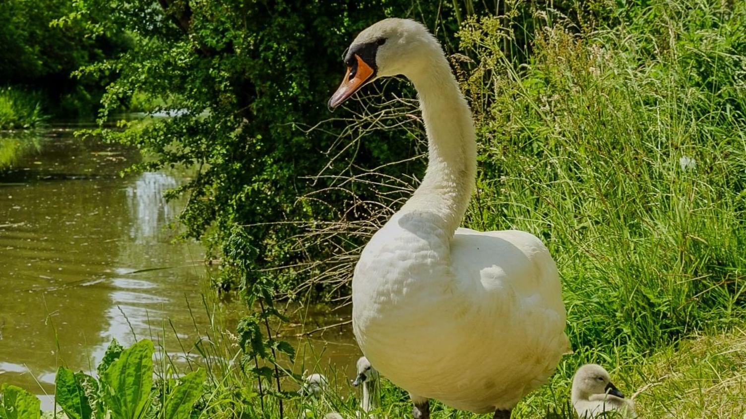A swan in Nuneaton, Warwickshire, photographed on the warmest day of the year so far