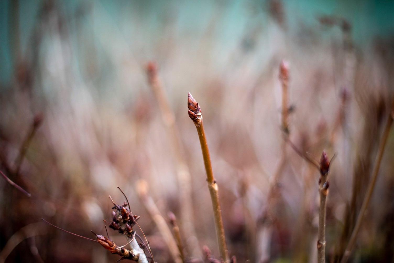 New shoots grow in the ancient woodland near Blenheim Palace