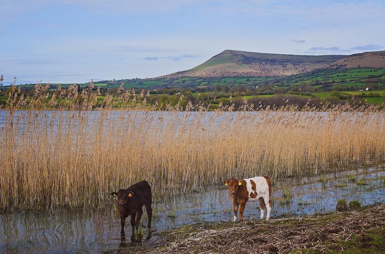 Llyn Llangors o Llangasty