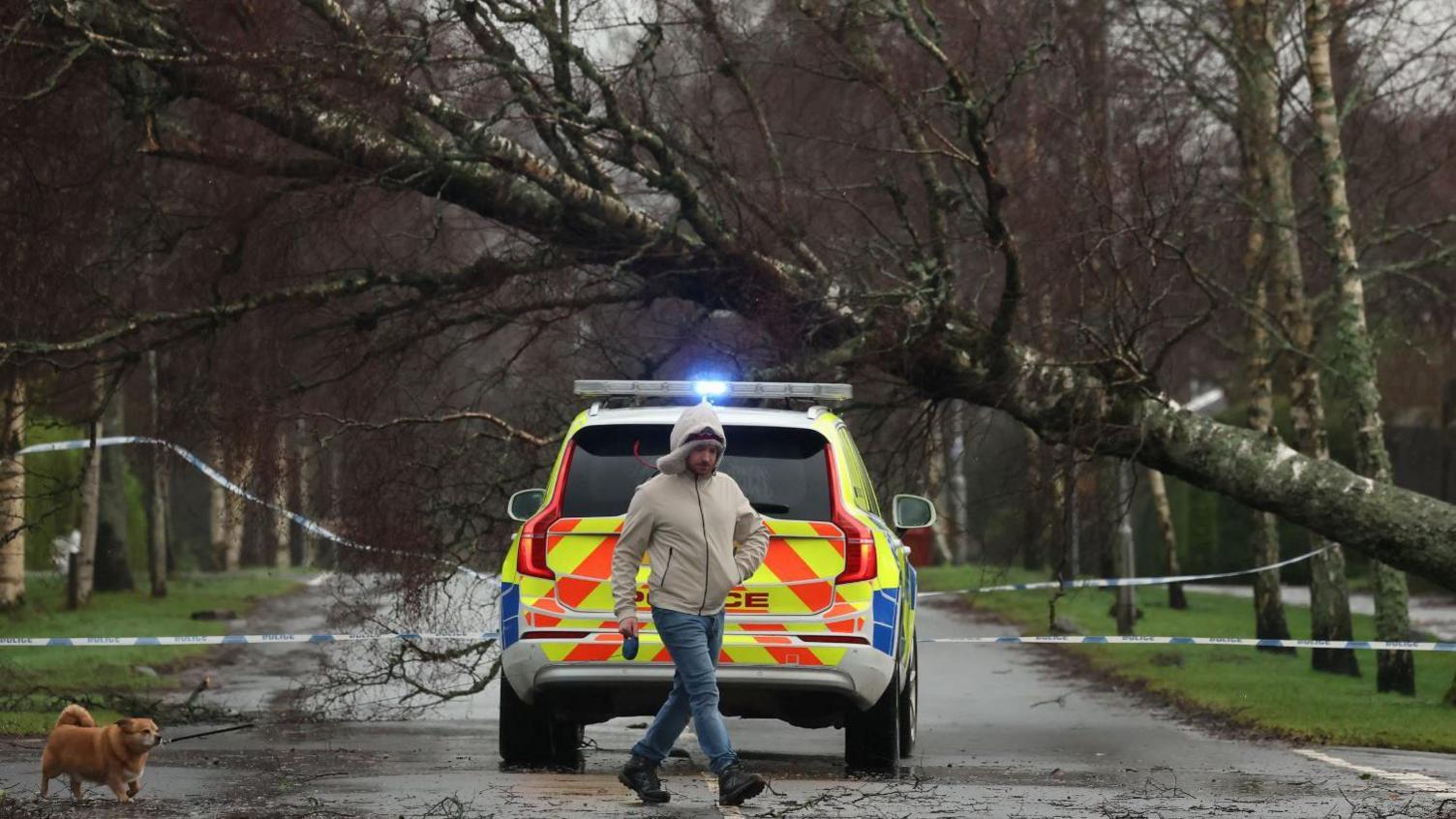 A man walks a dog past a police car in front of a fallen tree during Storm Éowyn  