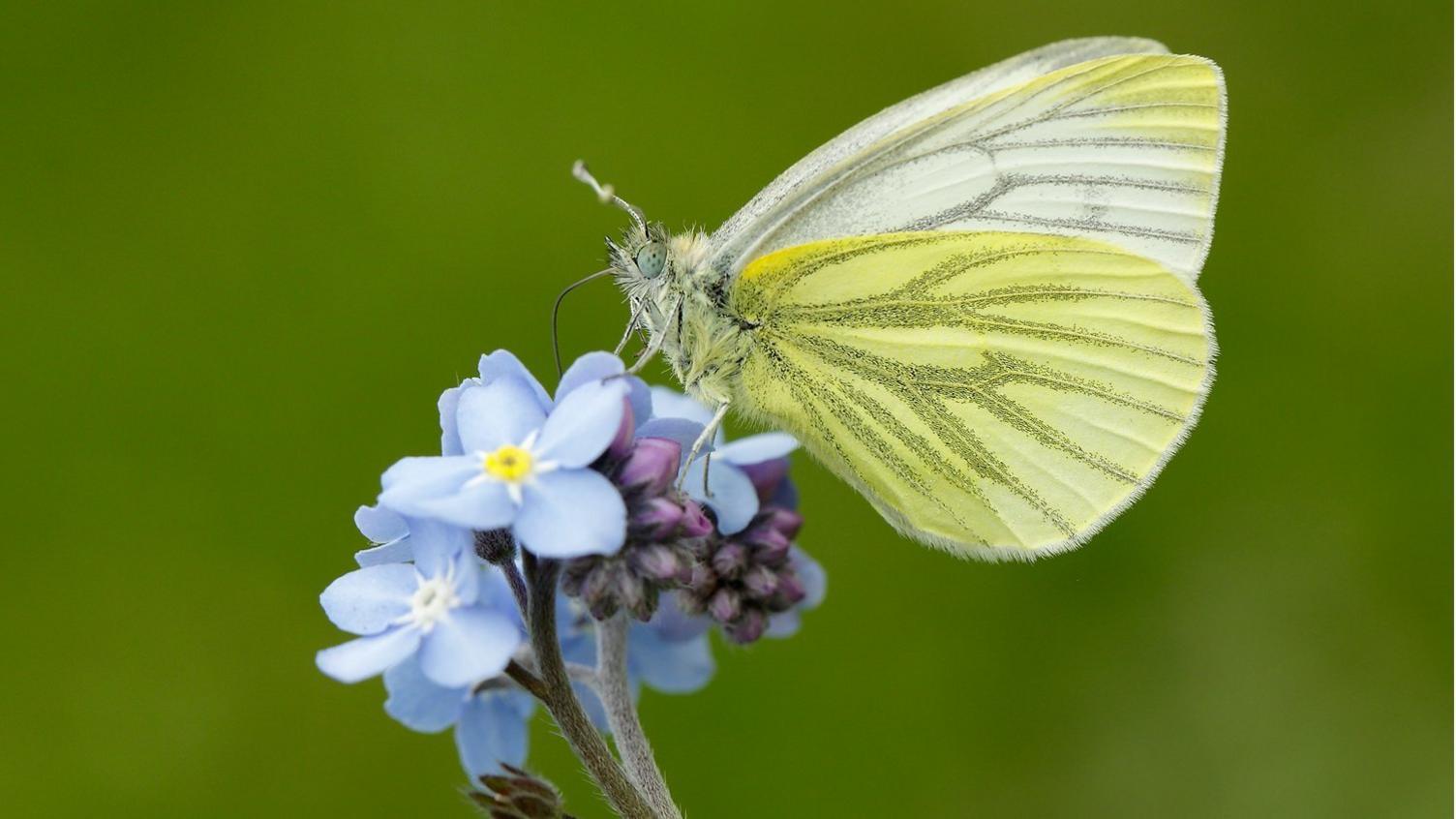 Butterfly on a bright blue flower