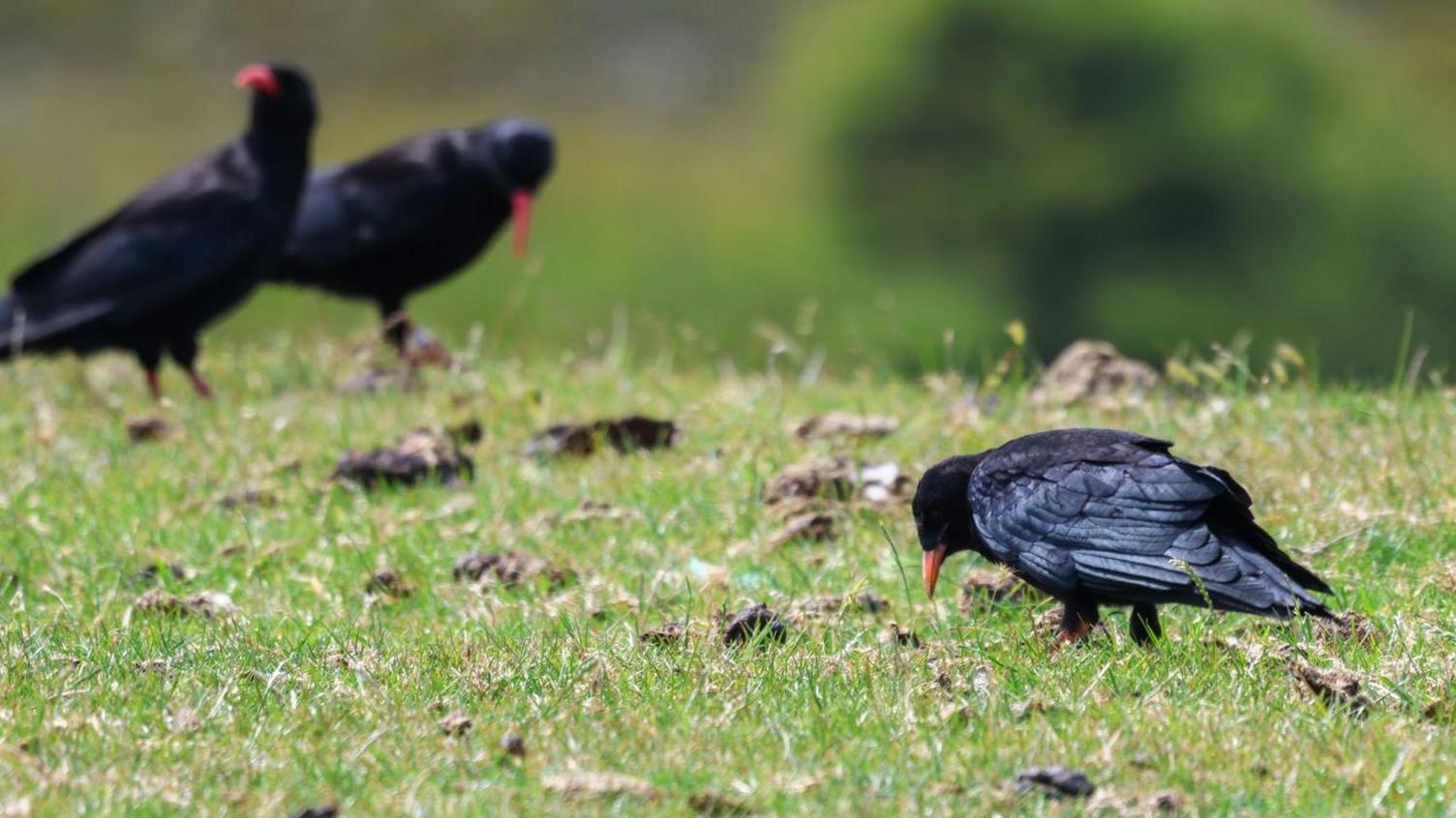 A red-billed chough with its chicks. They are standing on grassland.