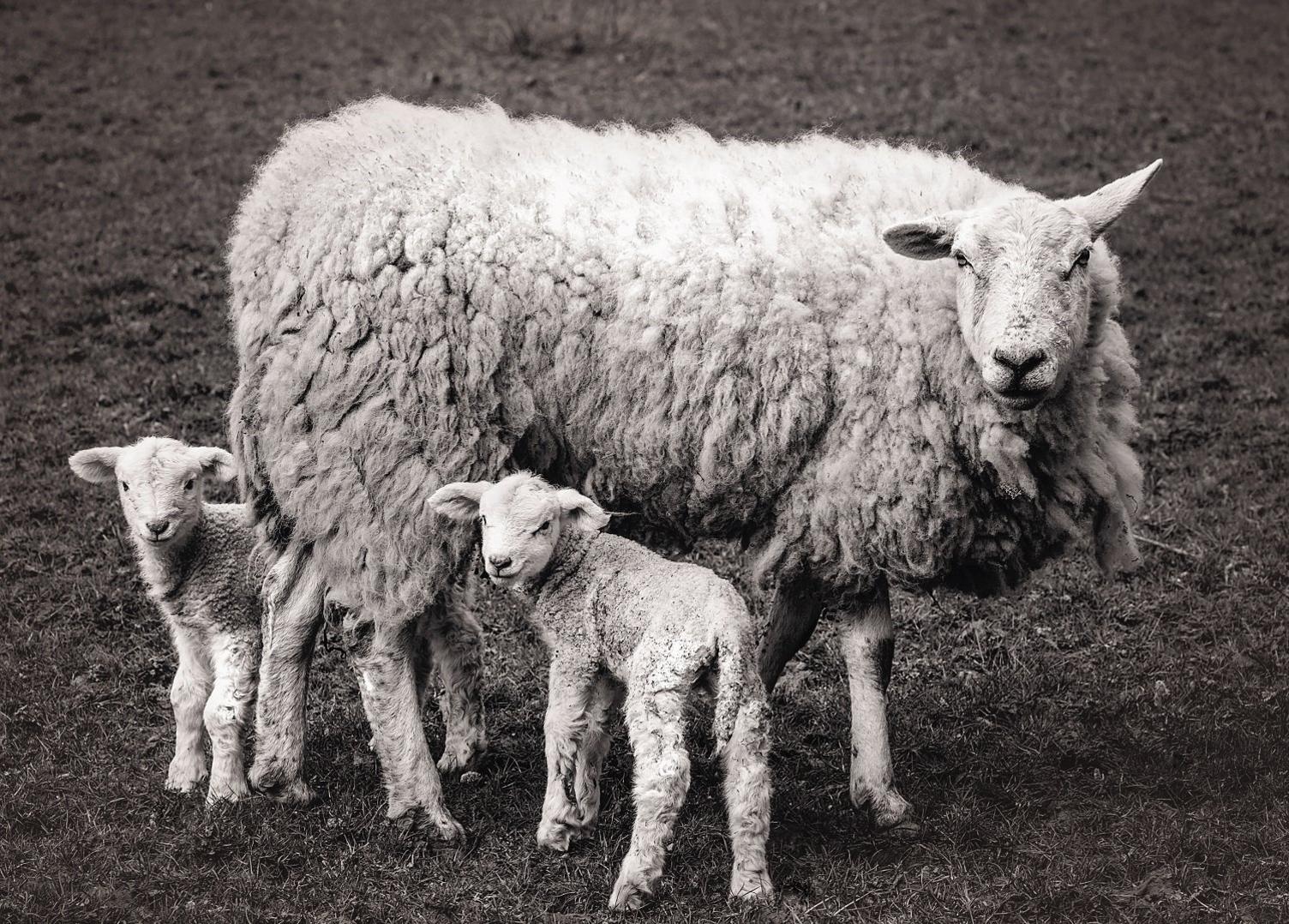 defaid yn Llangors