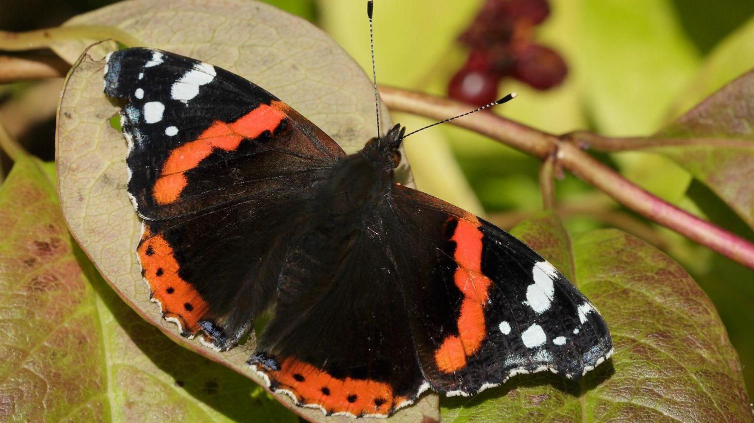 Red admiral butterfly