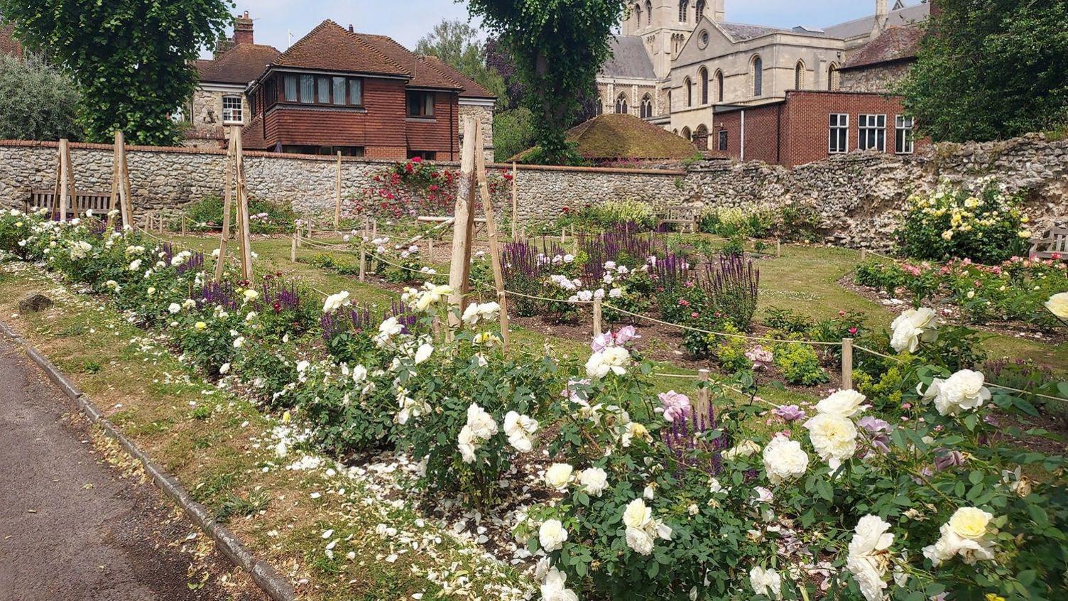 A rose garden at Rochester Cathedral. It features white and pink roses.