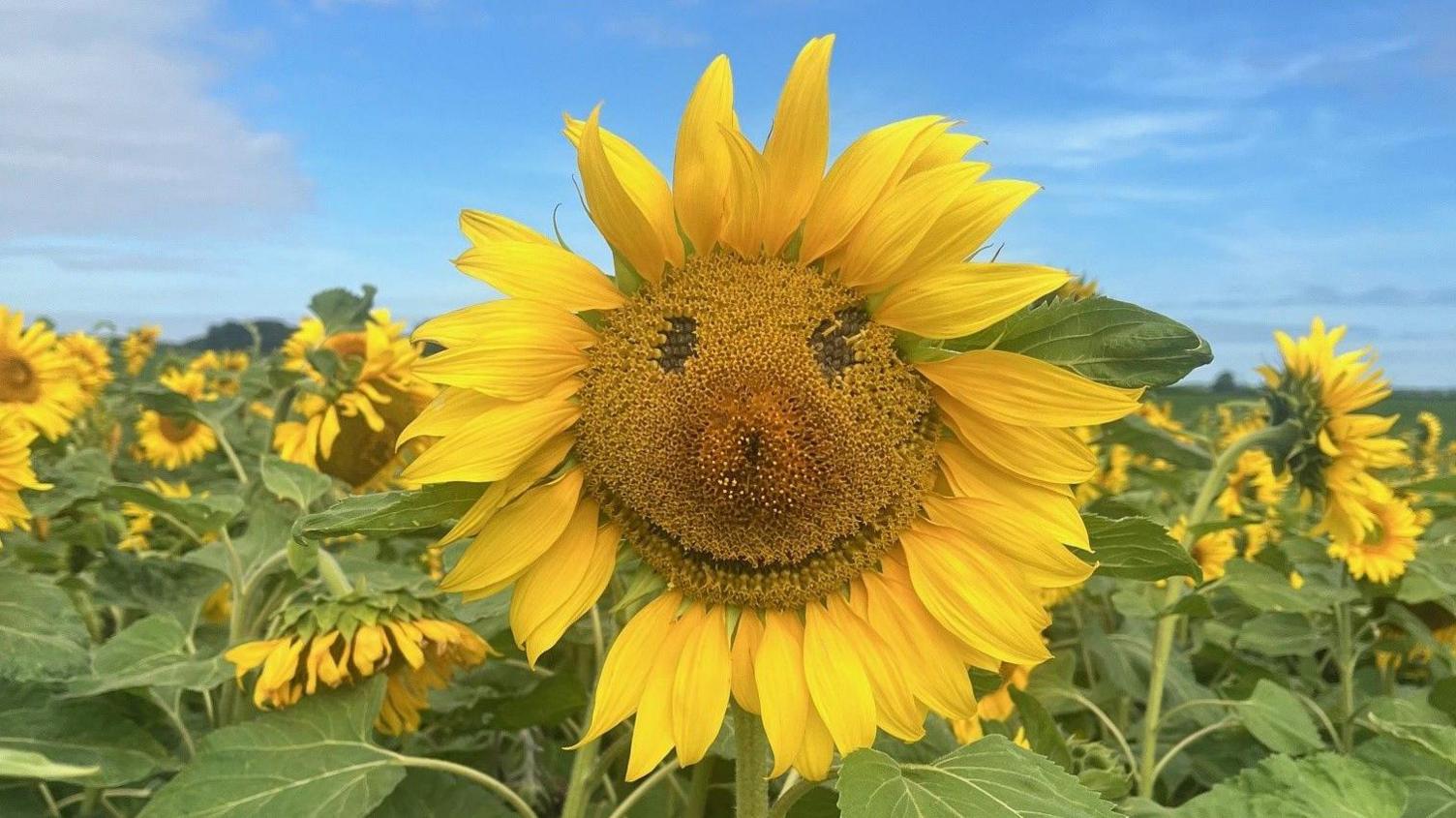 A field of sunflowers, including one with a large smiling face