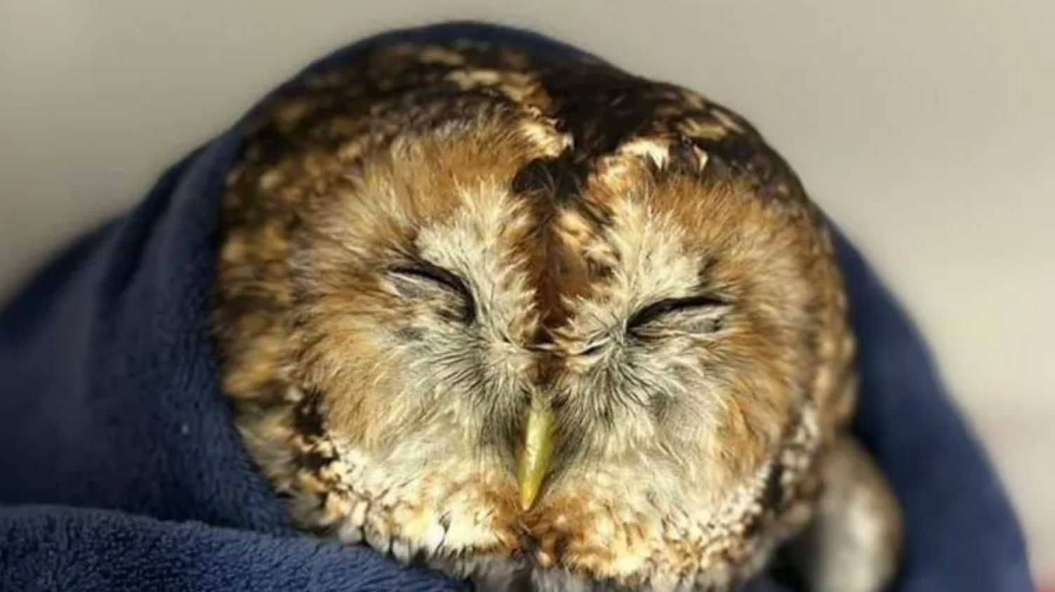 Owl sleeping in recycled towel.