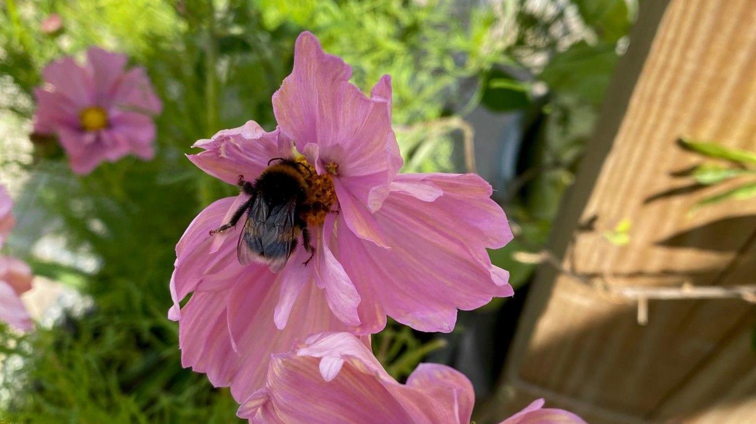 A peachy pink cosmos flower with a bee hovering in the centre, seeking nectar
