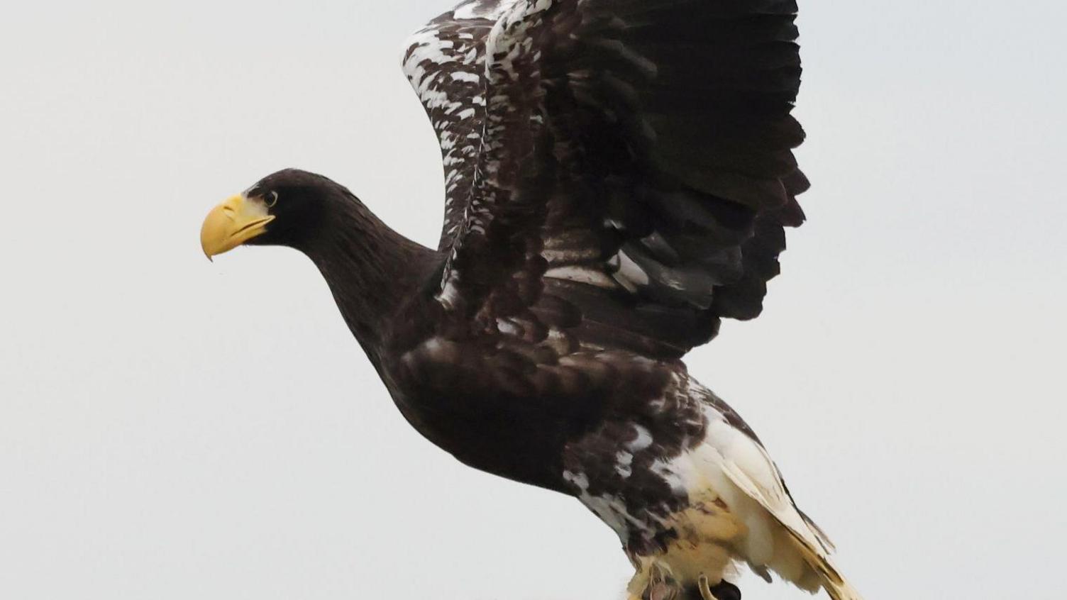 A large brown eagle with white specks on his feathers stretching its wings. It has a large yellow beak