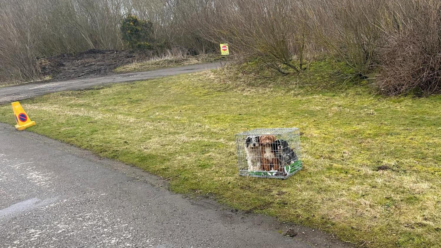 An image of three caged dogs, huddled together. One of the dogs is brown, and two are black and white, all with overgrown and messy-looking fur. The dogs are on a grassy area off a walking path in a nature reserve. 