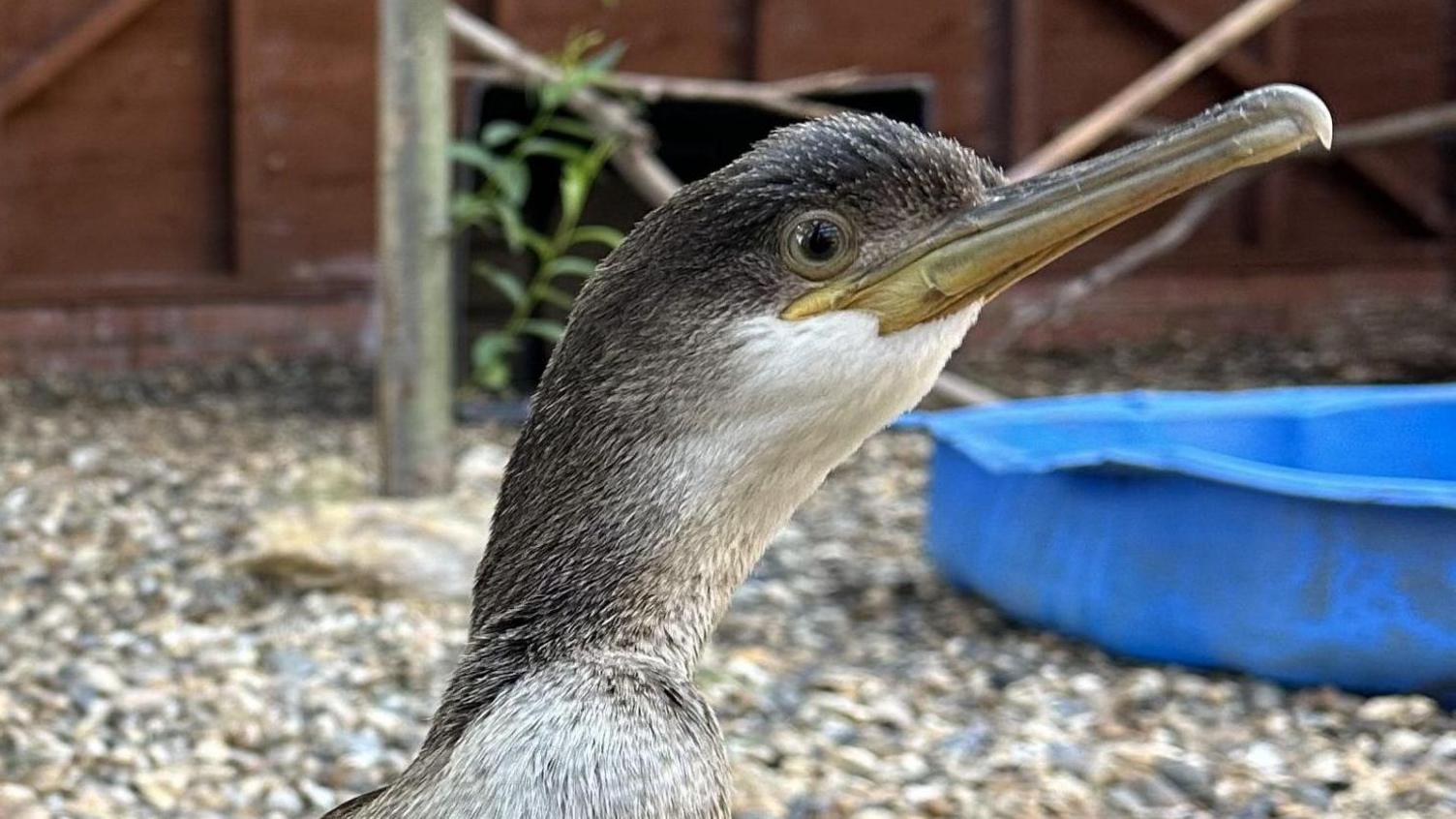A profile photo of a juvenile shag in a pebble covered courtyard