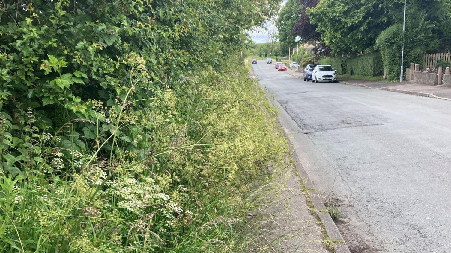 Overgrown grass on the path before Adam cleaned it