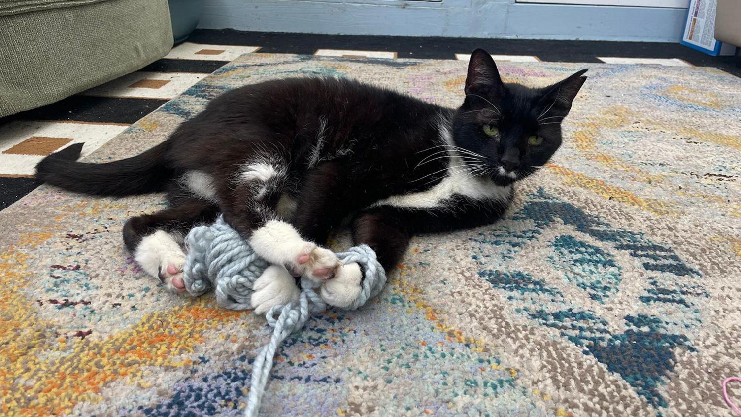 Butler, a black and white cat, laying on the floor and playing with a ball of string