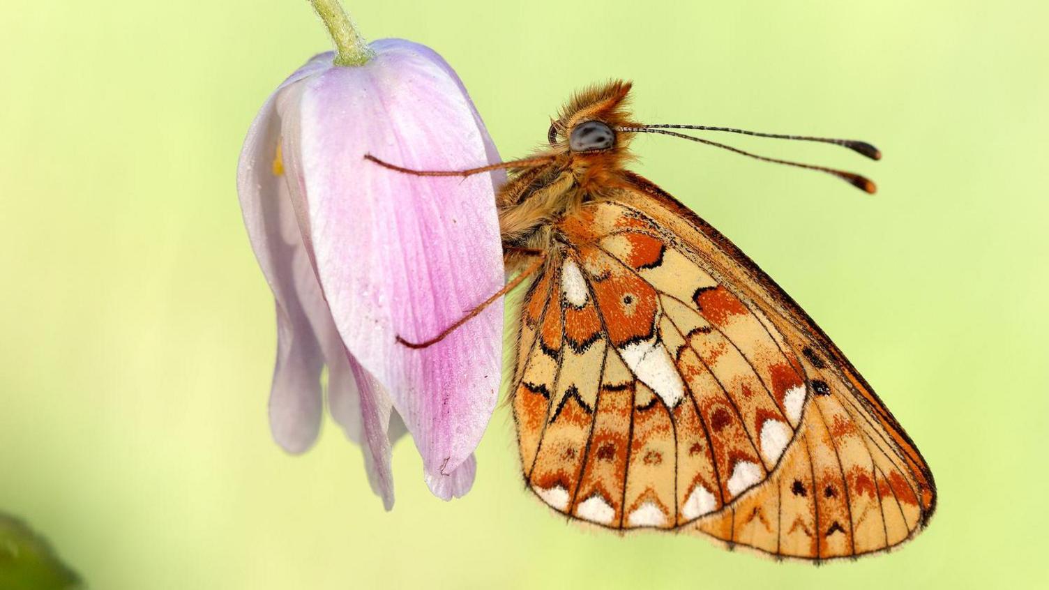 Close up of the pearl-bordered fritillary resting on a plant. The butterfly is resting on a pink flower.