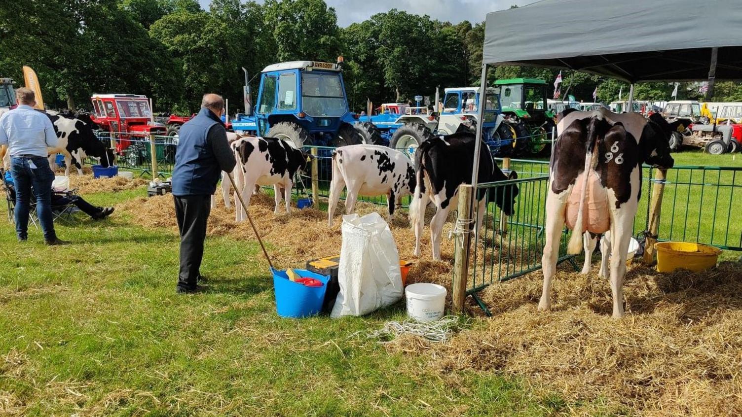 A row of Fresian cows on straw with tractors in the background 