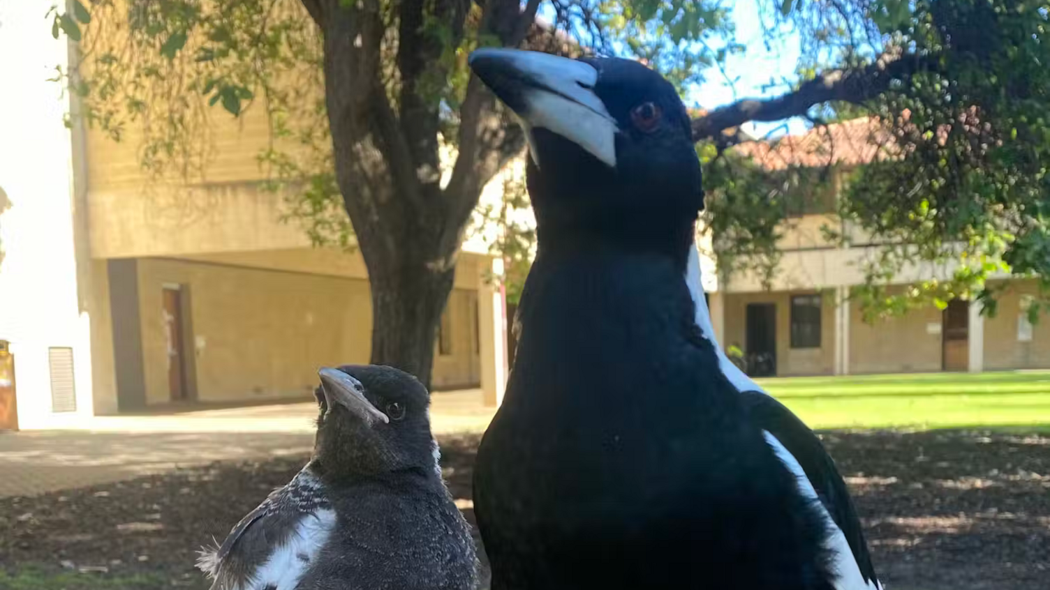 Magpie mum with baby