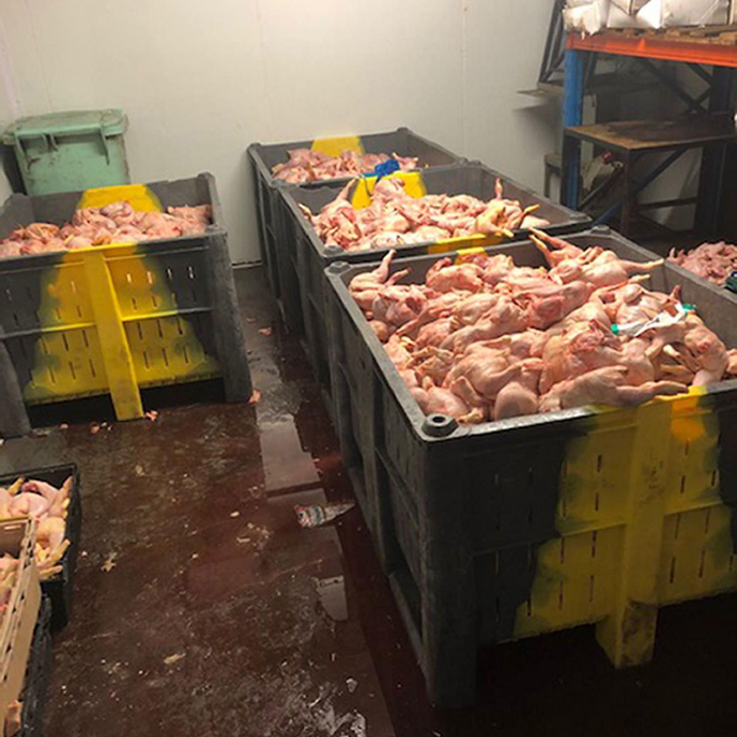 Several large plastic crates stacked with raw chicken carcasses in a dimly lit storage room, with liquid pooling on the stained floor.