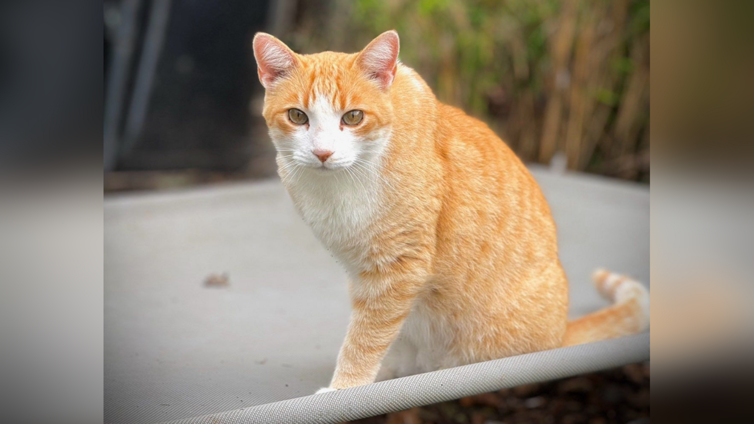 A ginger cat with three legs 