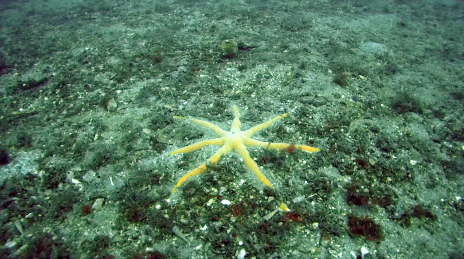 A large six-armed sea star on the sea bed among a bed of pink maerl.