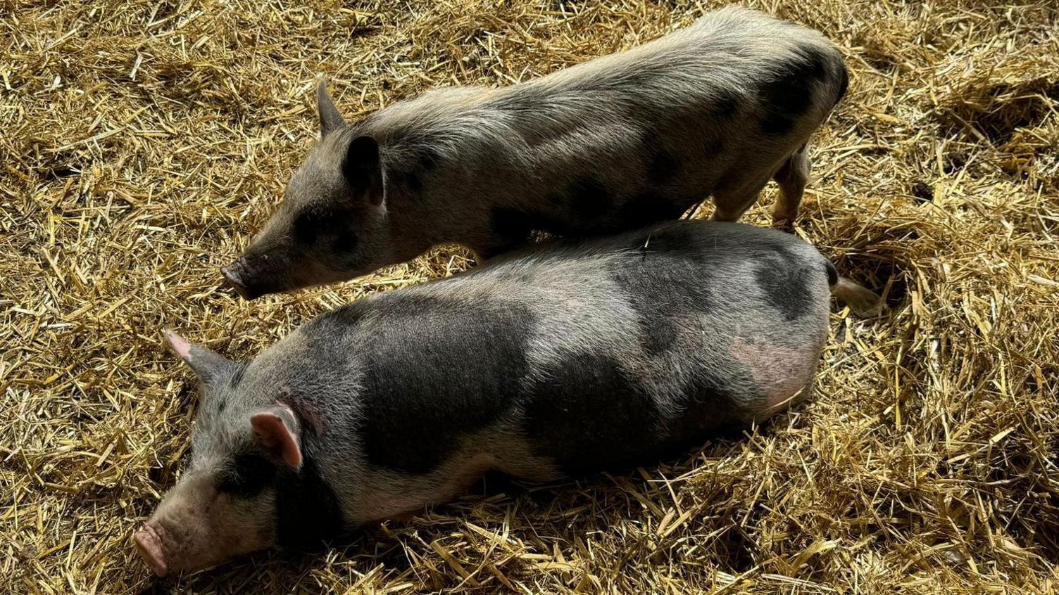 Two pigs laying on hay