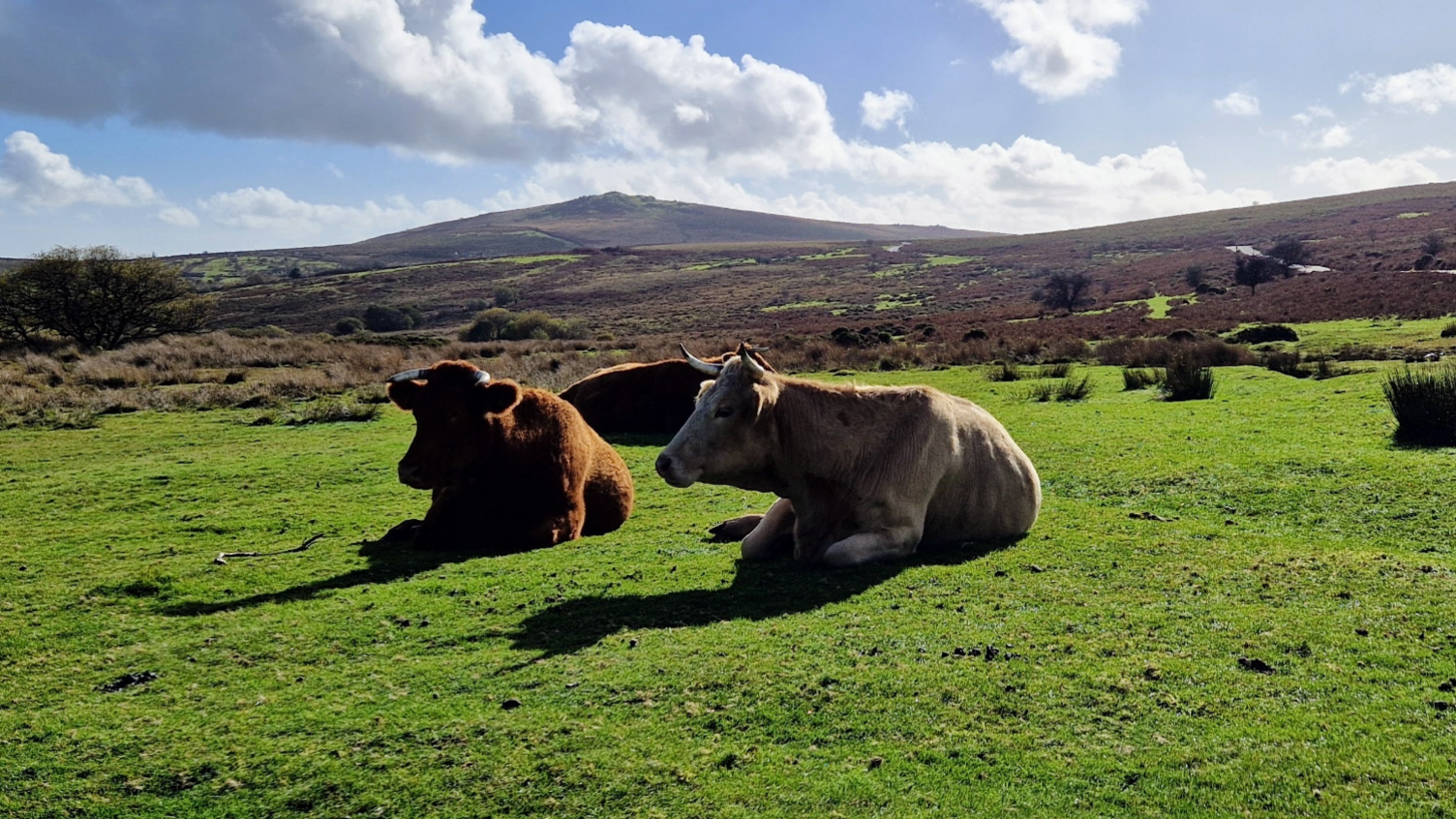 Two cows laying down on grass on Dartmoor