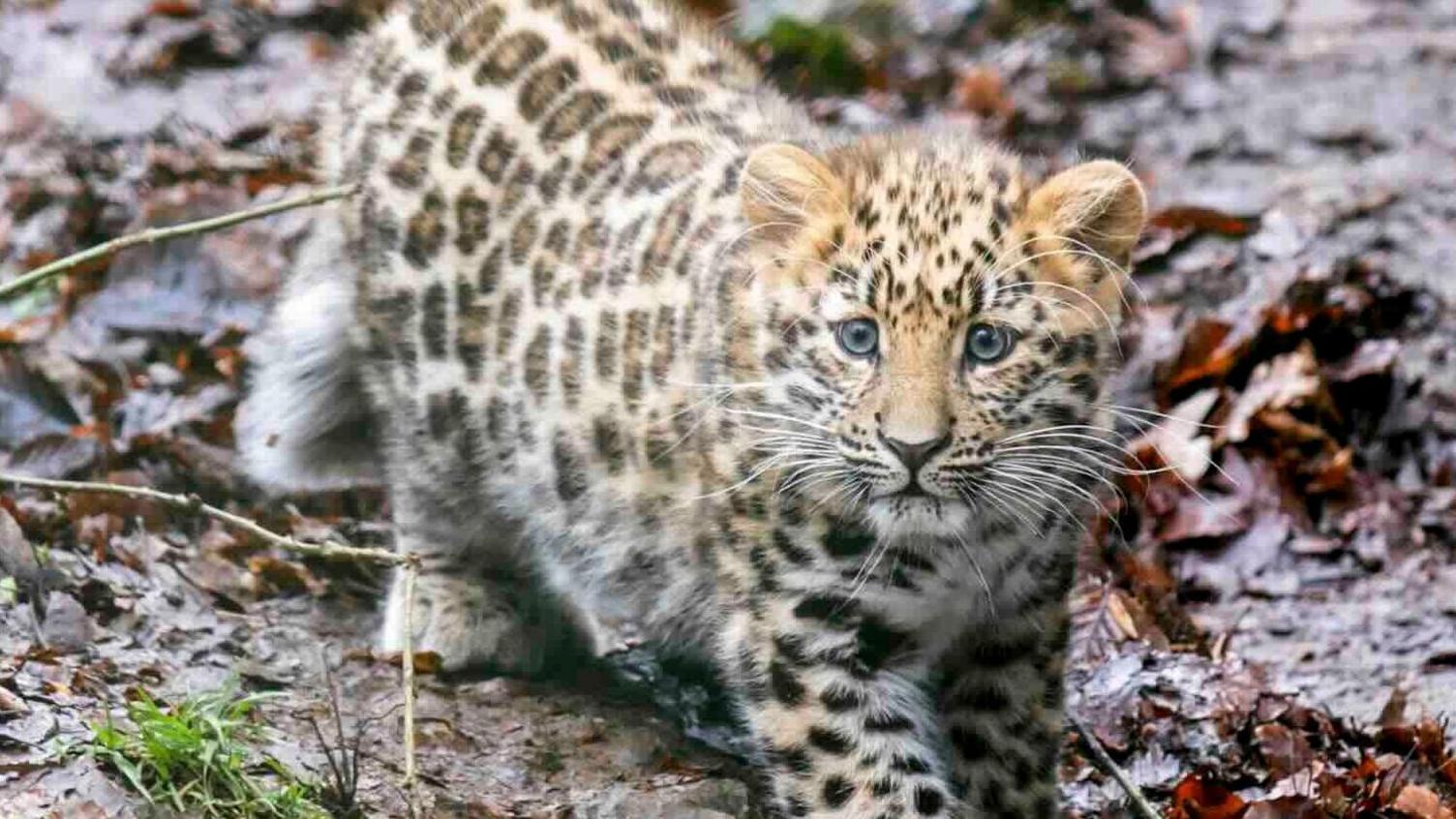 Young Amur leopard cub Zeya playfully exploring rocky terrain in her open enclosure alongside her mother at Dartmoor Zoo.