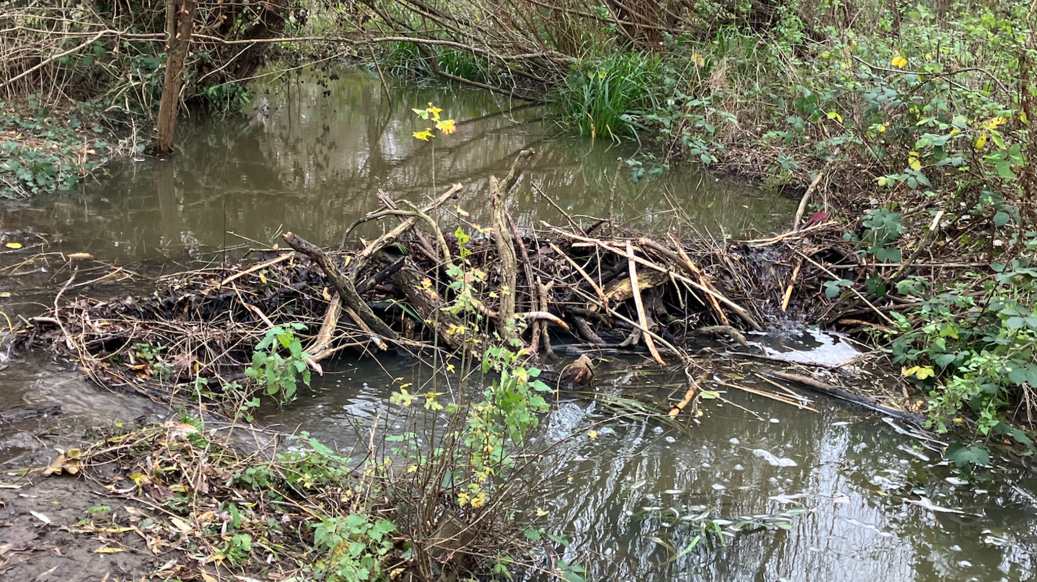 A dam built by the beavers of Paradise Fields