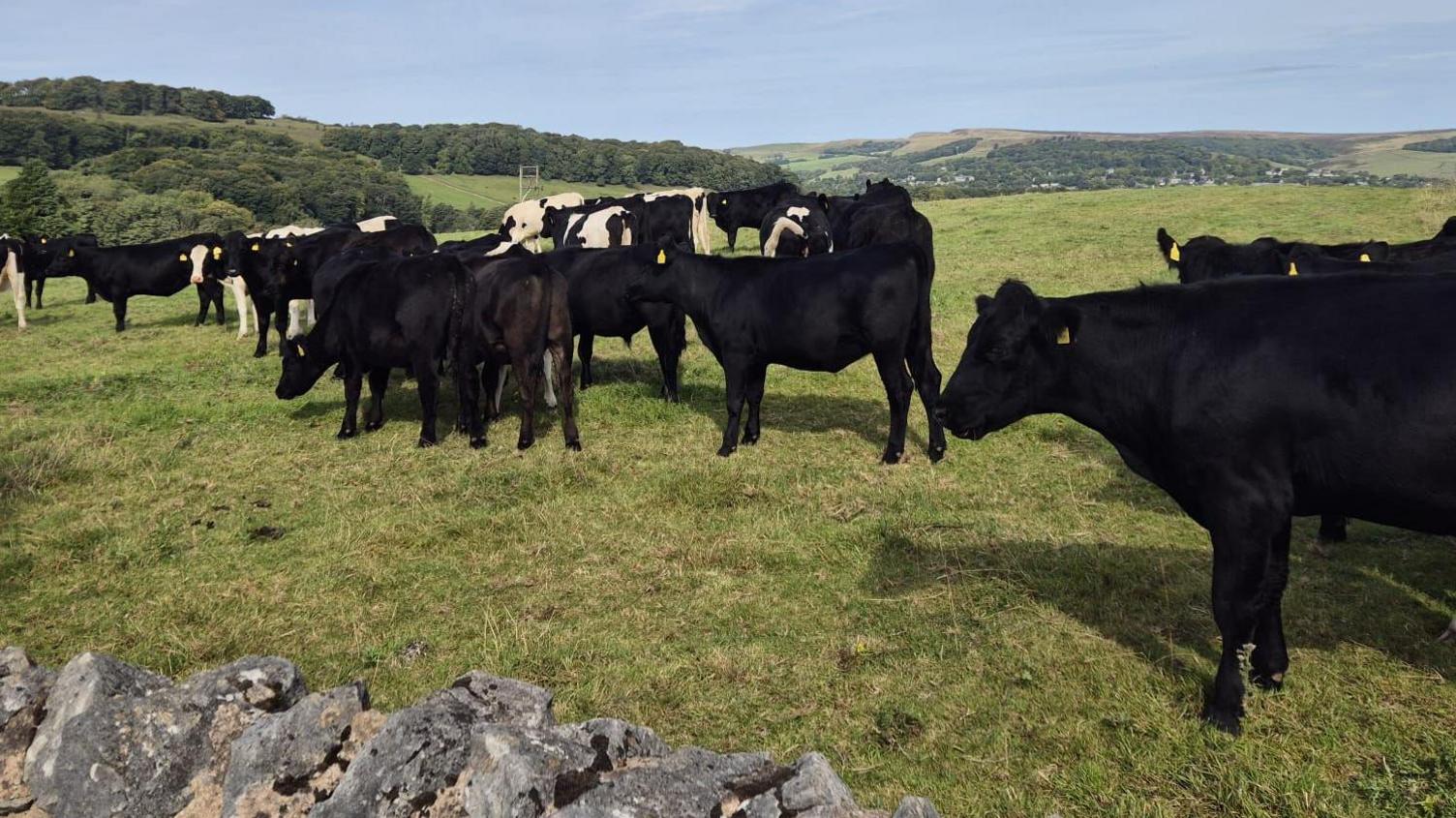 Cows in a field