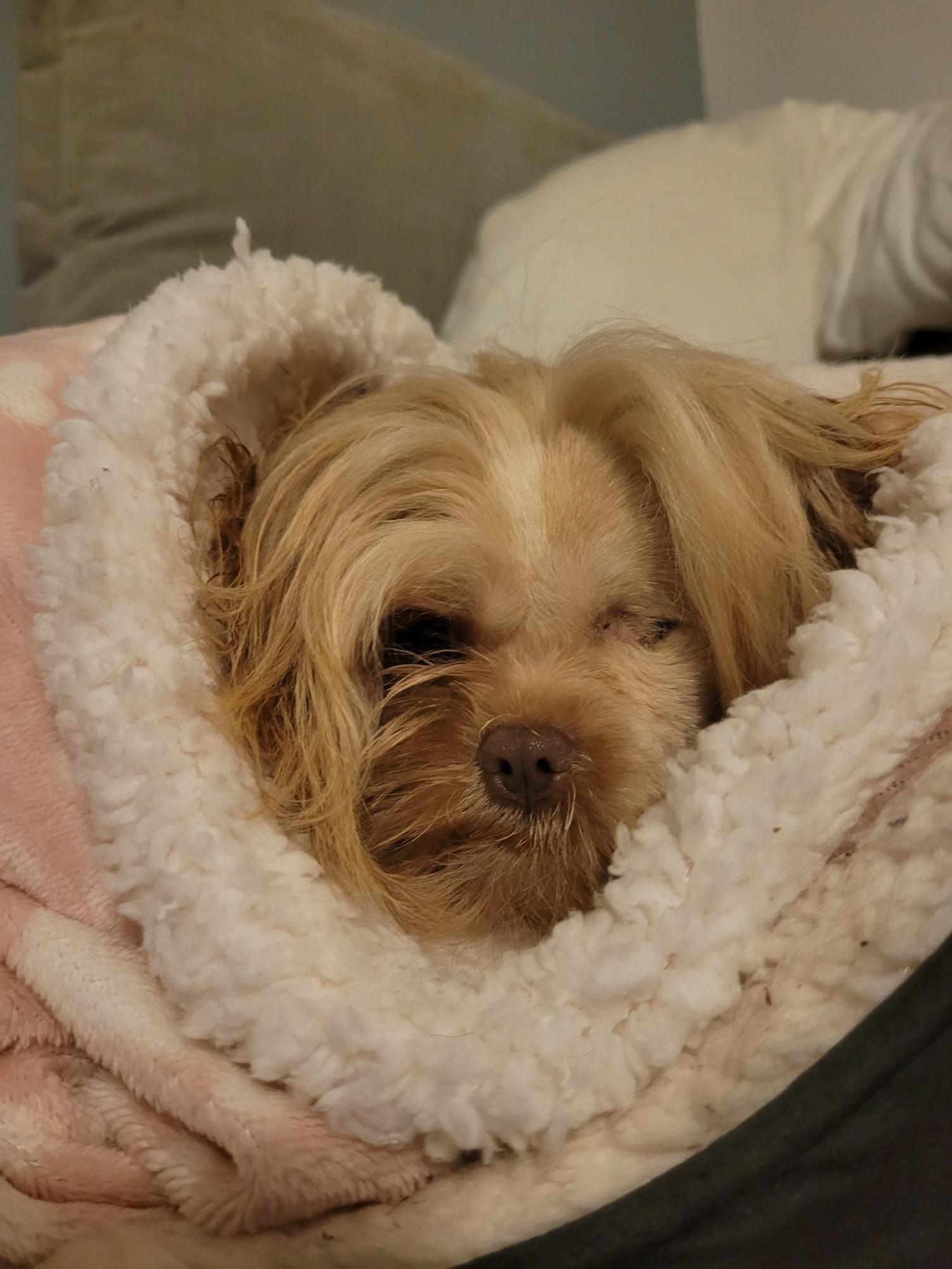 Small dog wrapped up in a woolly blanket