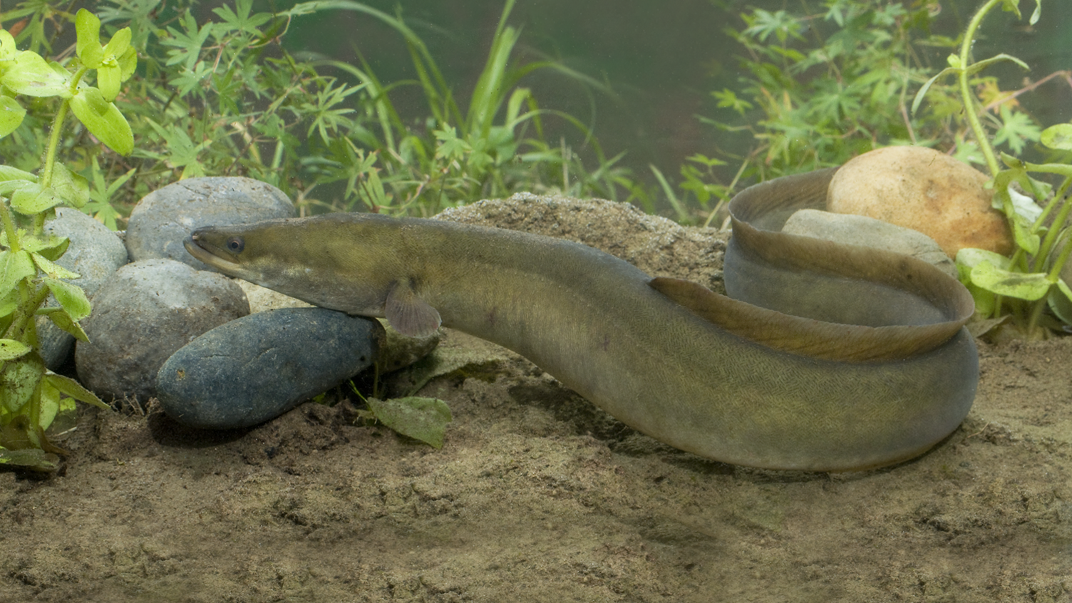 A European eel underwater.