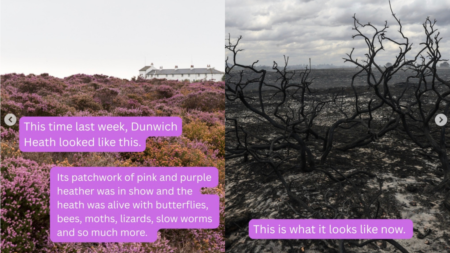 A split screen image showing before and after images. The before image on the left hand side shows pink heather and has text overlaid on it. The text reads: This time last week, Dunwich Heath looked like this. Its patchwork of pink and purple heather was in snow and the heath was alive with butterflies, bees, moths, lizards, slow worms and so much more. The after image on the right hand side shows large branches blackened with smoke and ash on the ground. It has overlaid text which reads: This is what it looks like now.