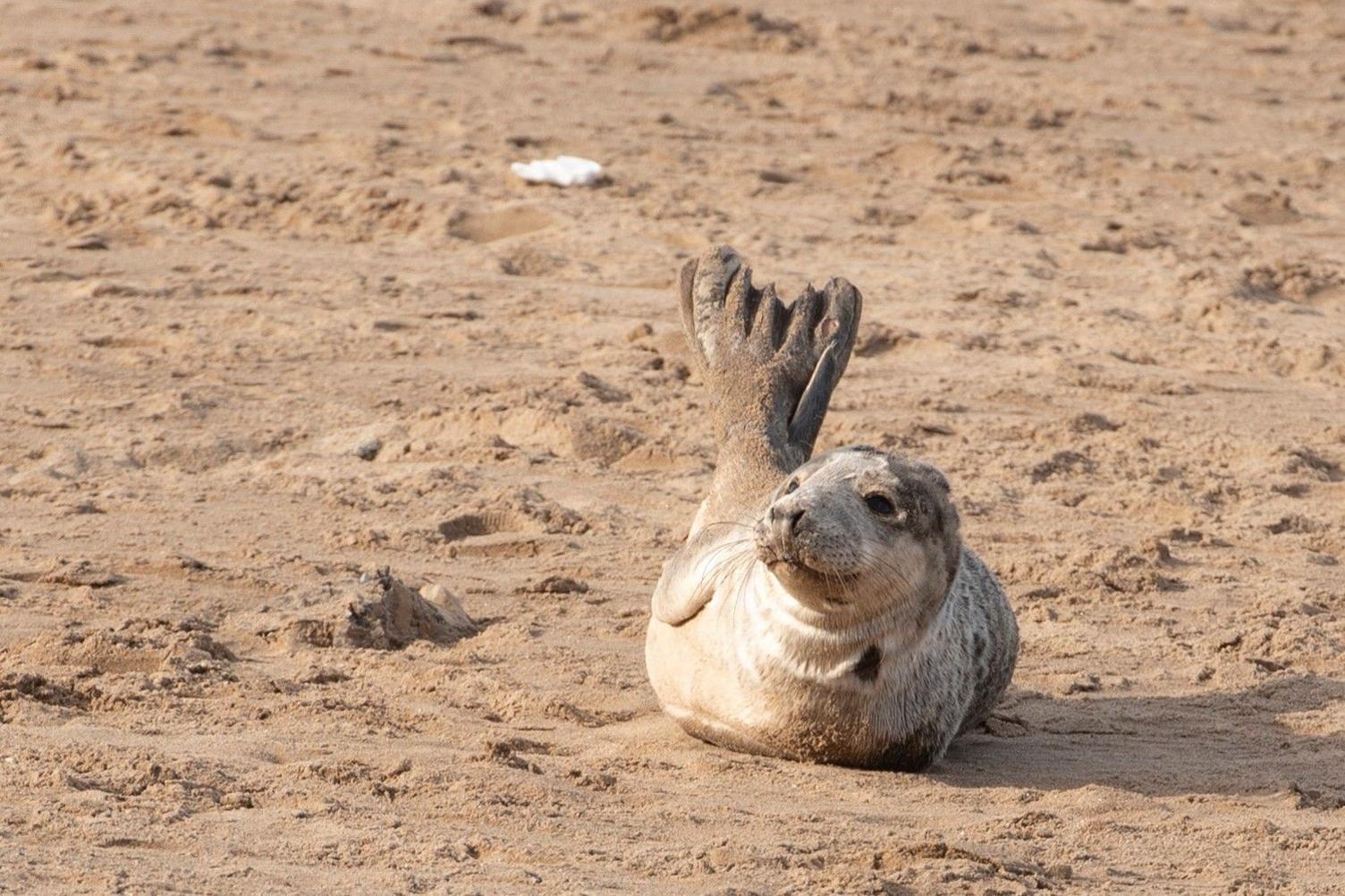 Seal lying on sand