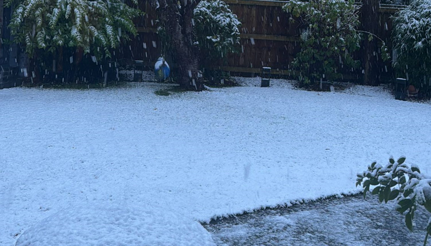 Garden with snowing falling and settling on leaves and trees 